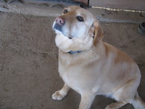 Goldie, the farm dog