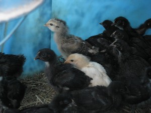 little baby chicks